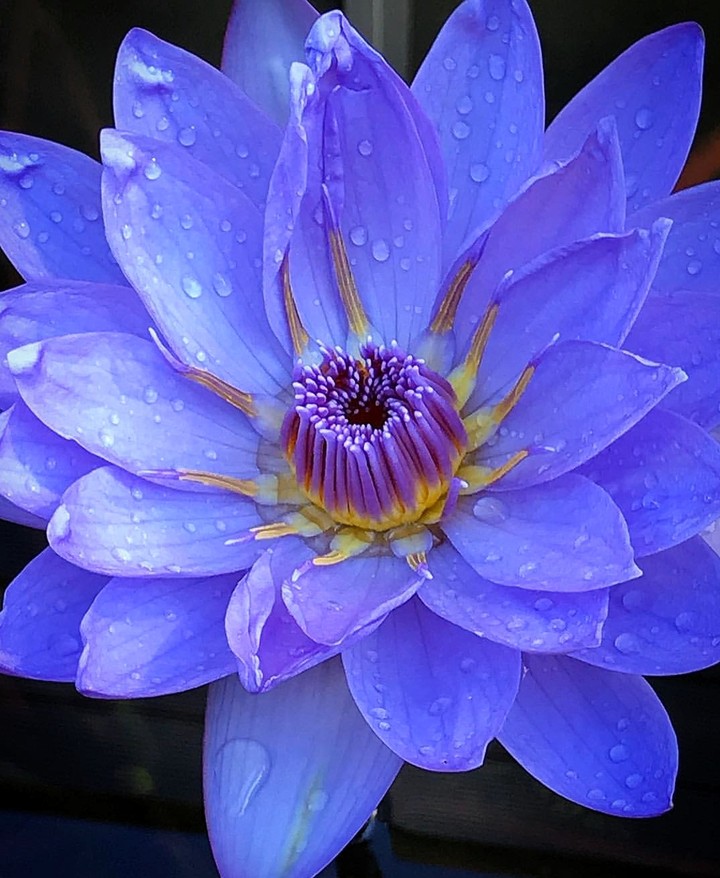 Water lily