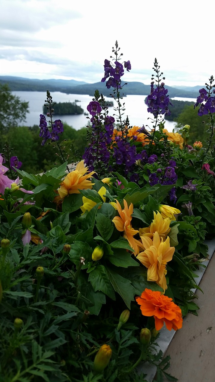 mountain flowers