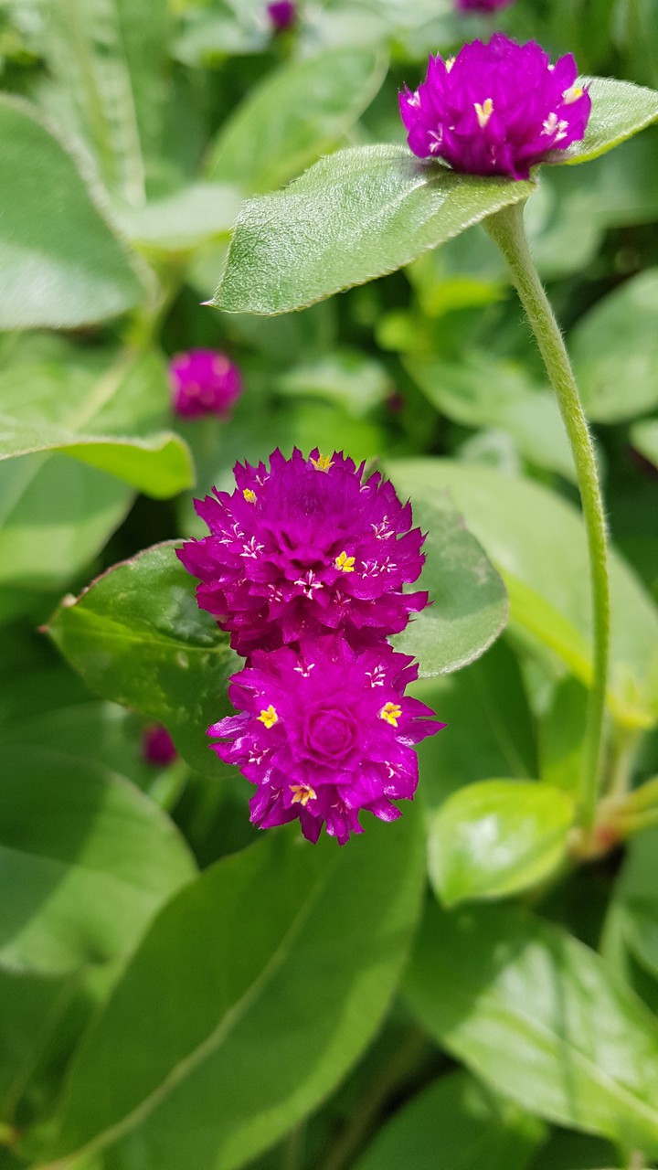 flower
