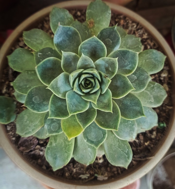 Succulent plant