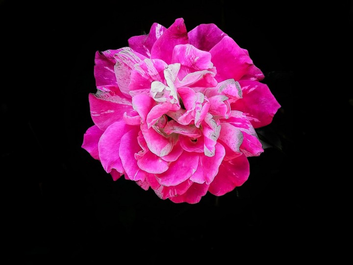"The flower"