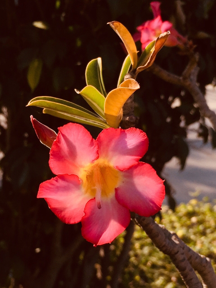 A Click in Pink