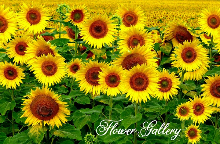 Flower Gallery.