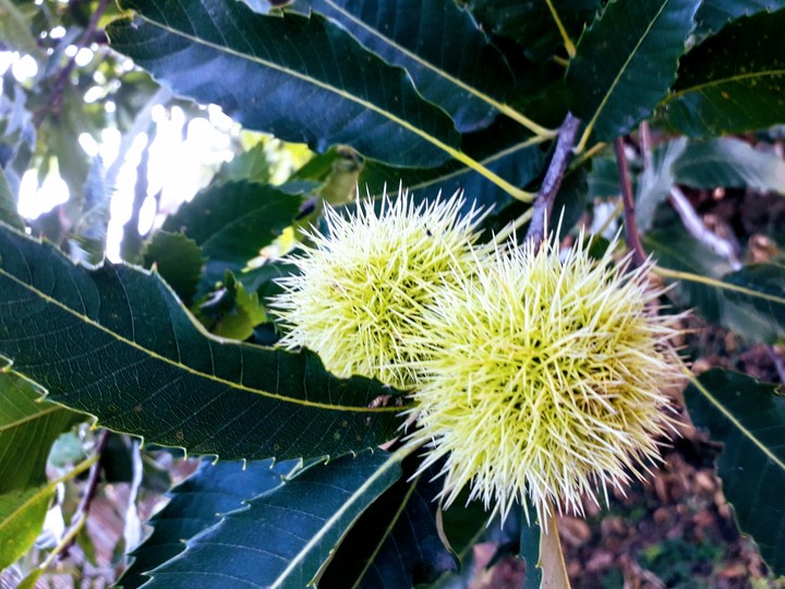 chestnut
