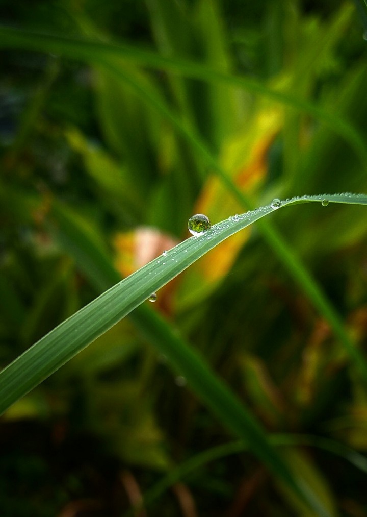 dewdrop