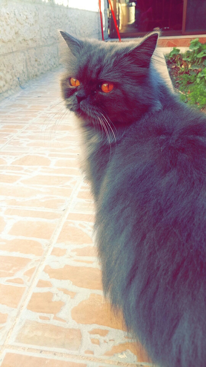 cat 
