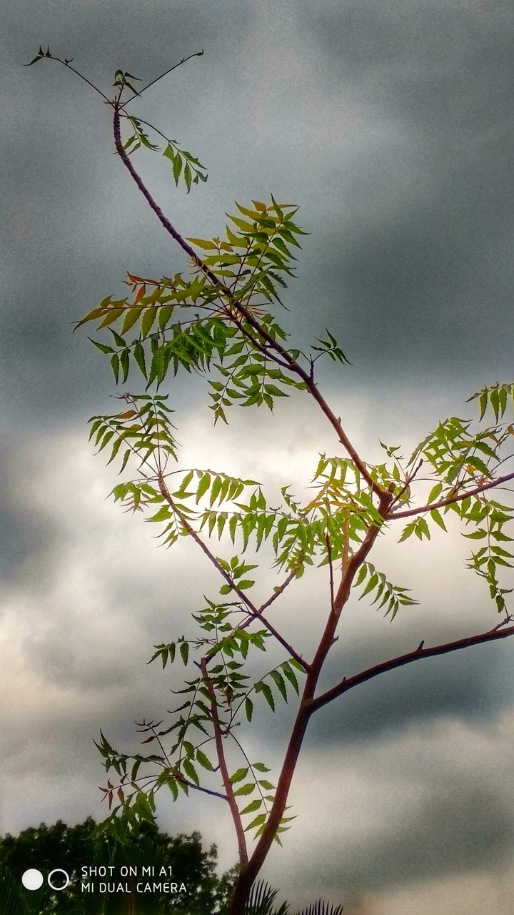 Bonsai