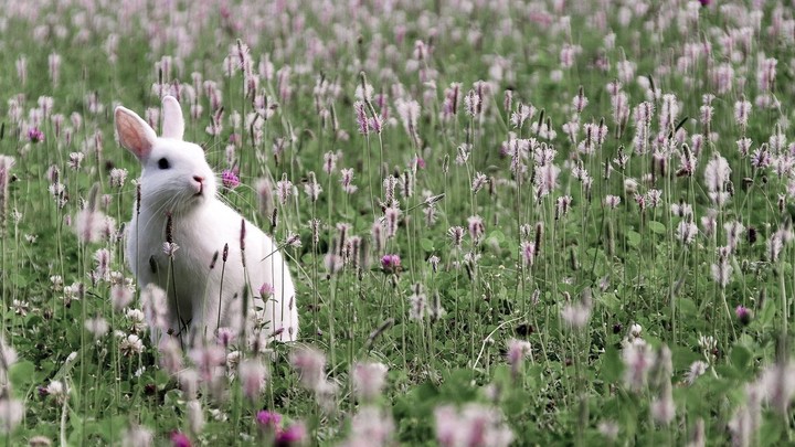 Rabbit