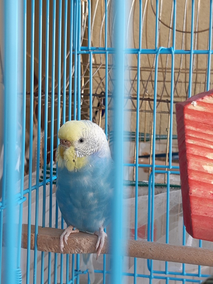 budgie boncuk