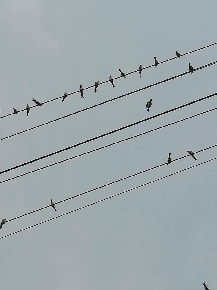 Birds