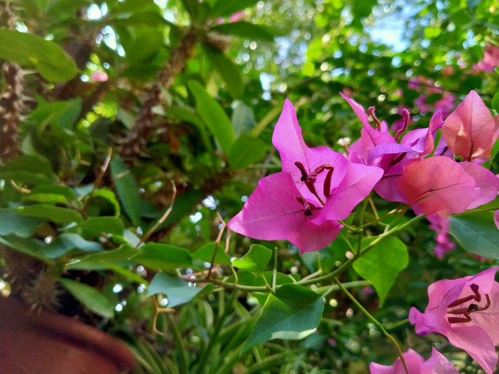 Pink beautiful flower