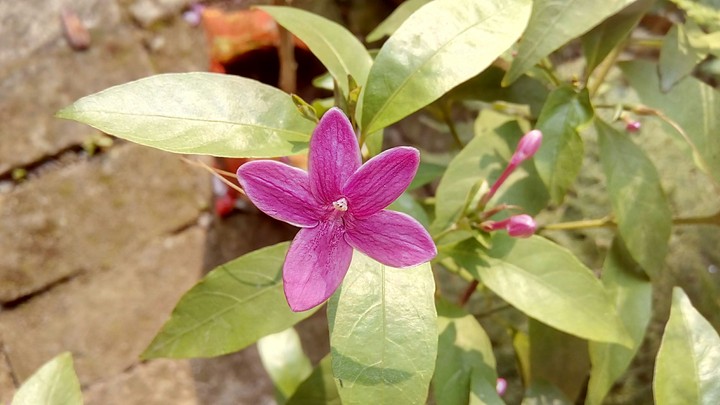 Violet Tagar