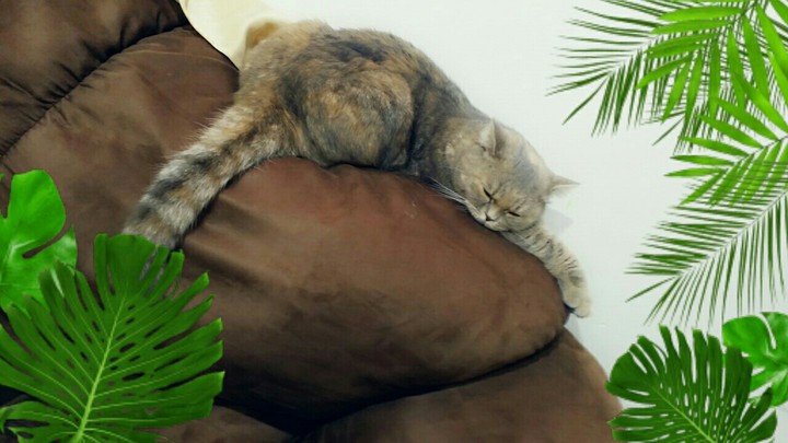 cat