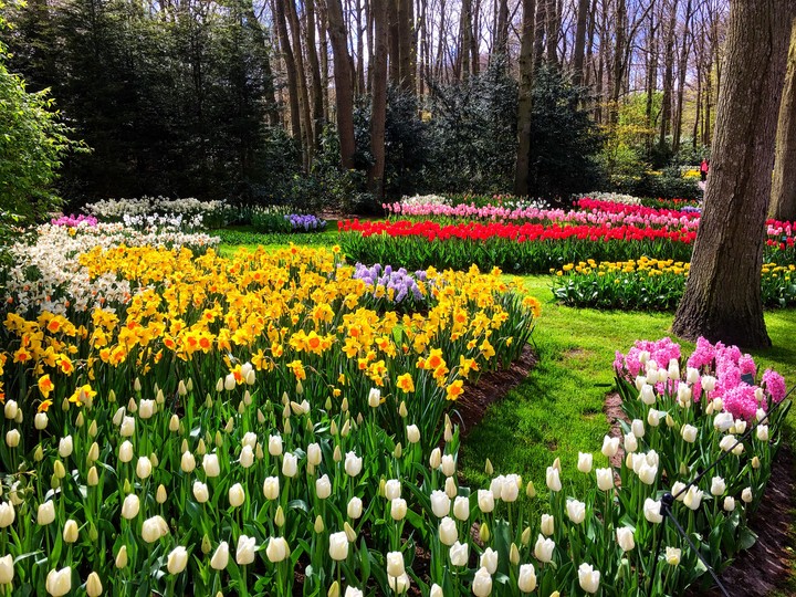 Amsterdam Keukenhof