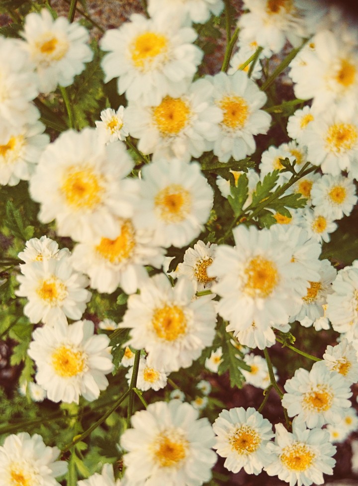 Flower, flower, flower