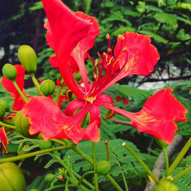 Beautiful flower!!!!!!!
