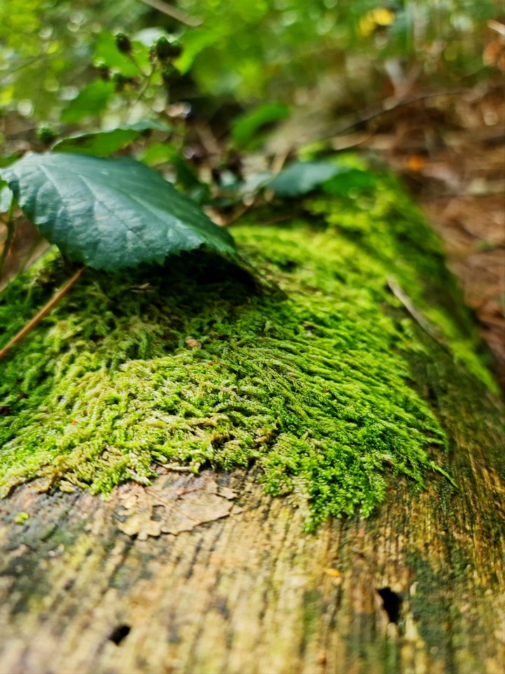 mossy wood