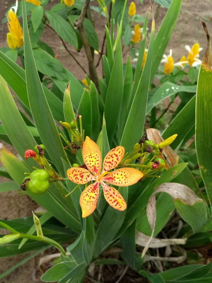 Flor Ísis