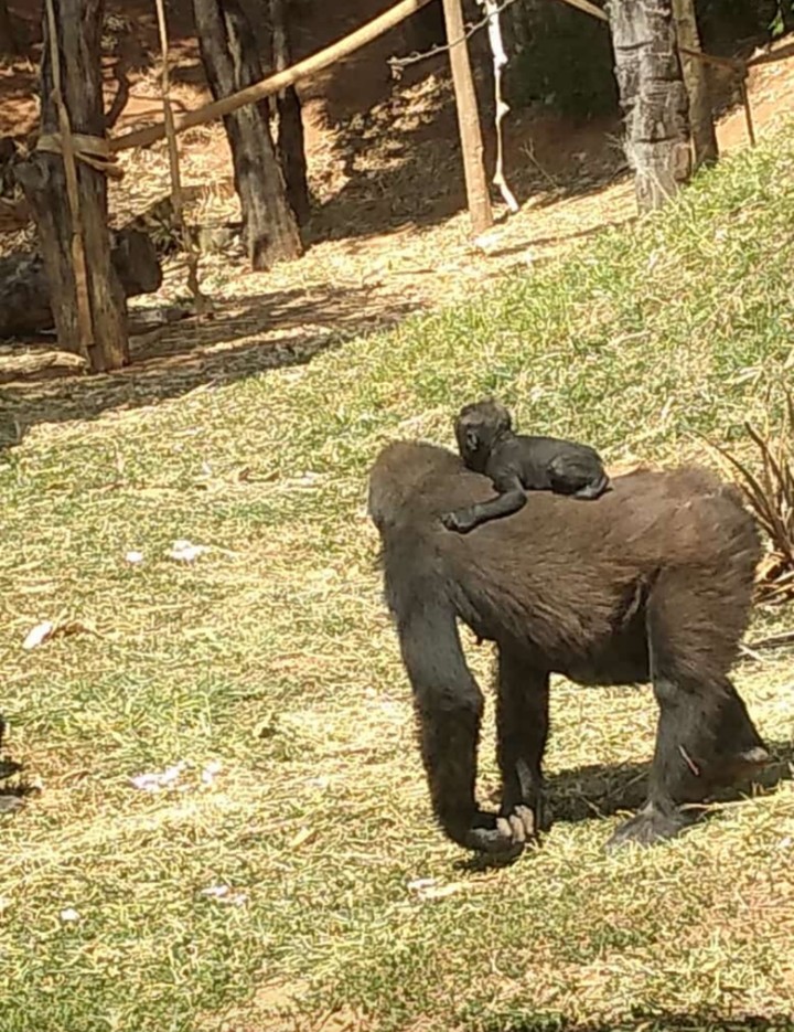 gorila