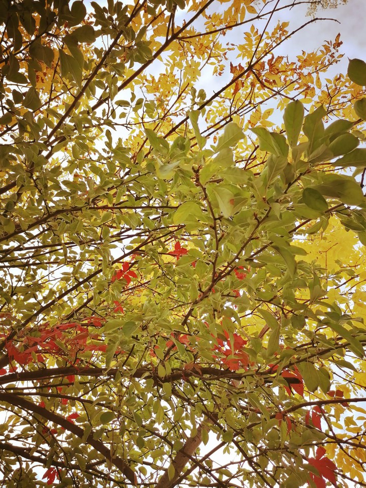 Splashed autumn