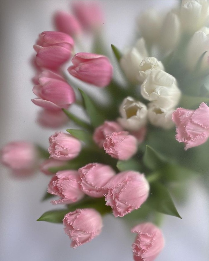 Tulip