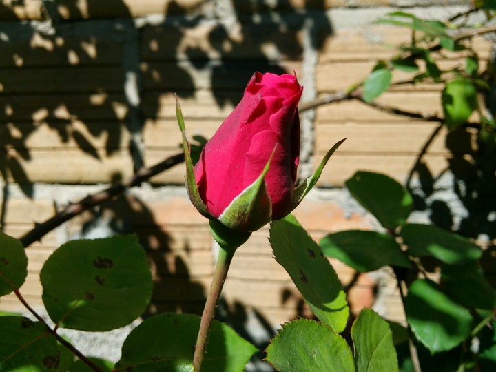 Rosa