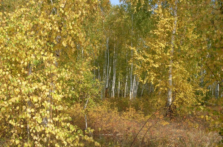 autumn, forest