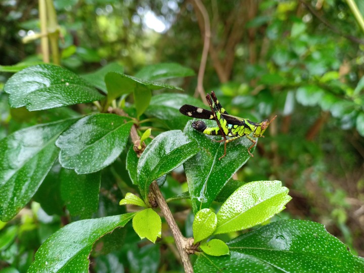 grasshopper