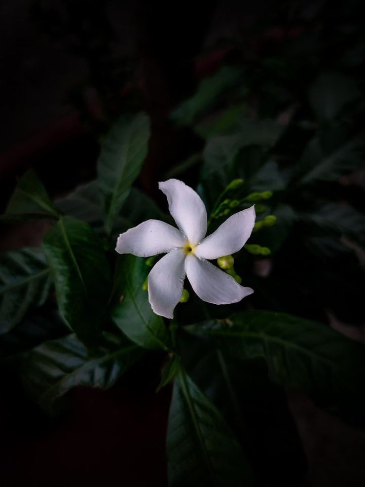 Lonely yet prominent