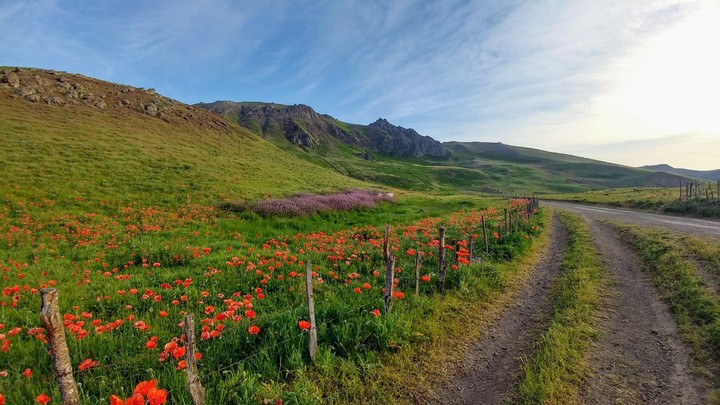 way to shaghayegh