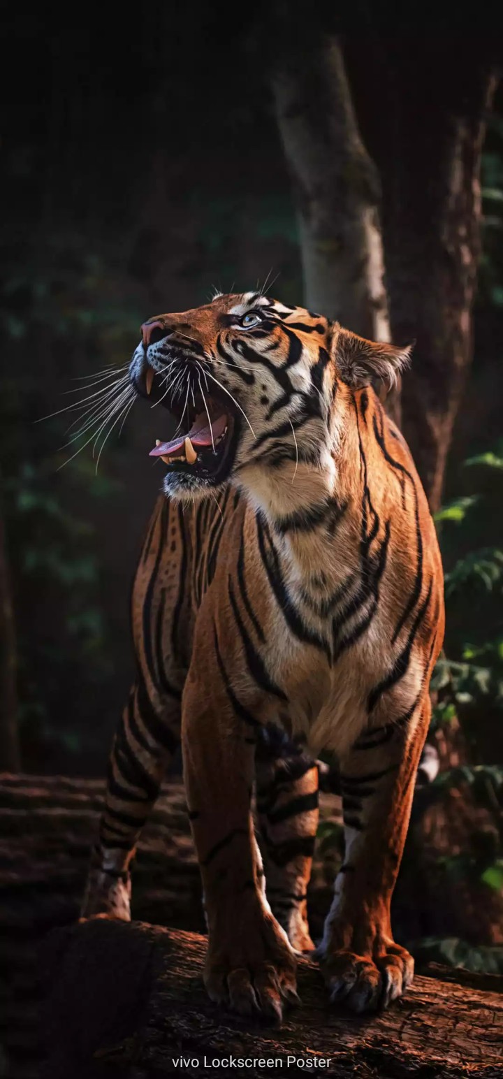 The Tiger