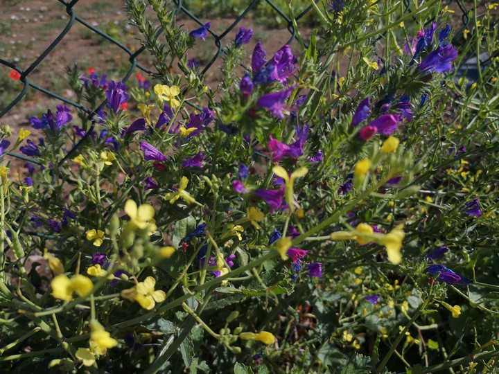 wild flowers