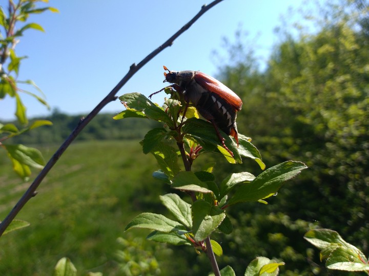 Chafer