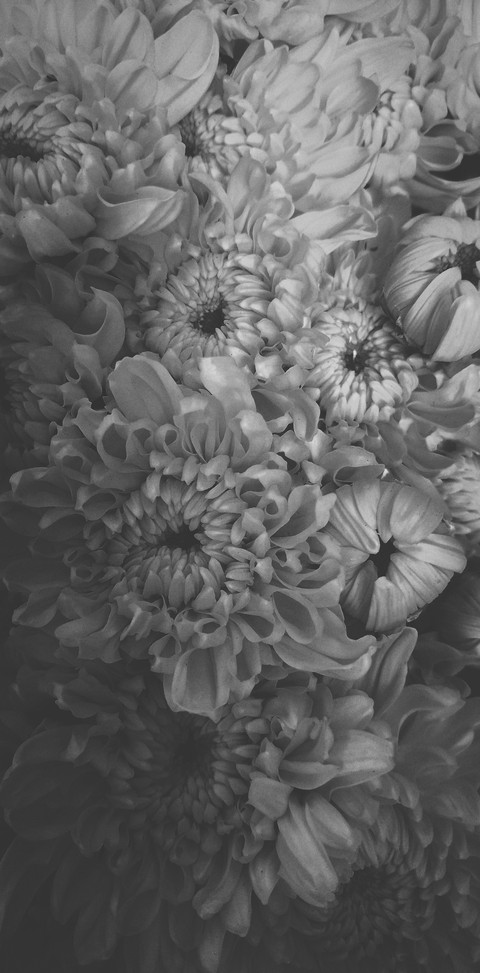 Sad Daisy