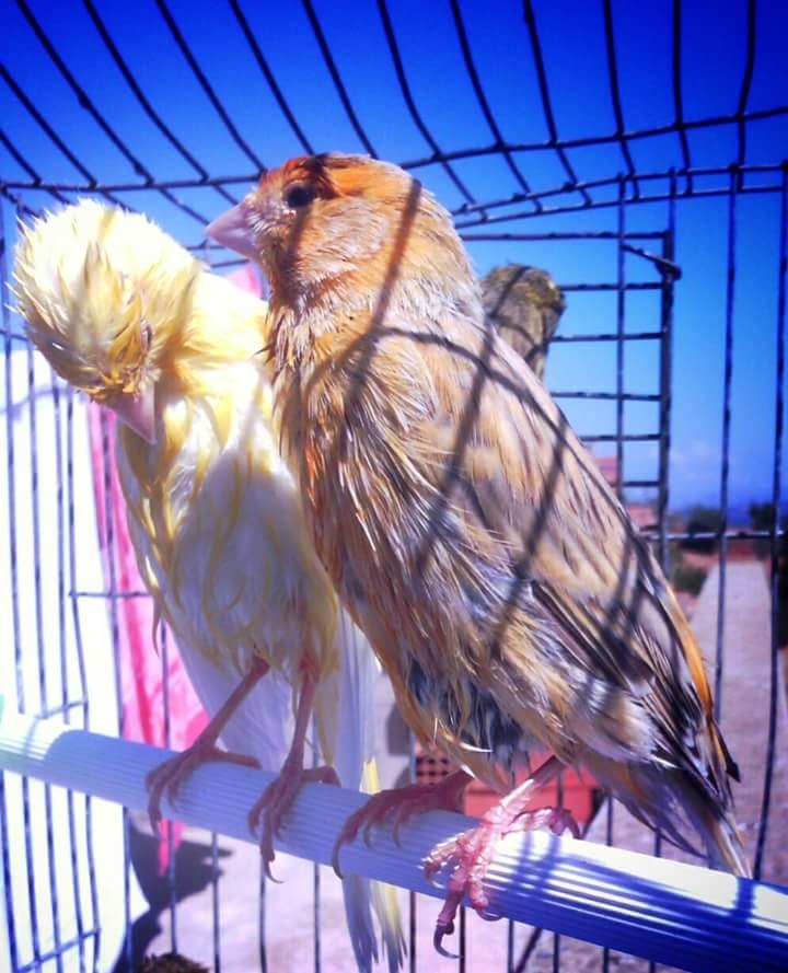 cute birds