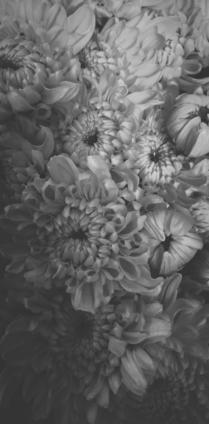 Sad Daisy