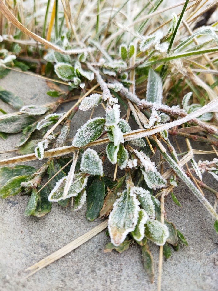 frost