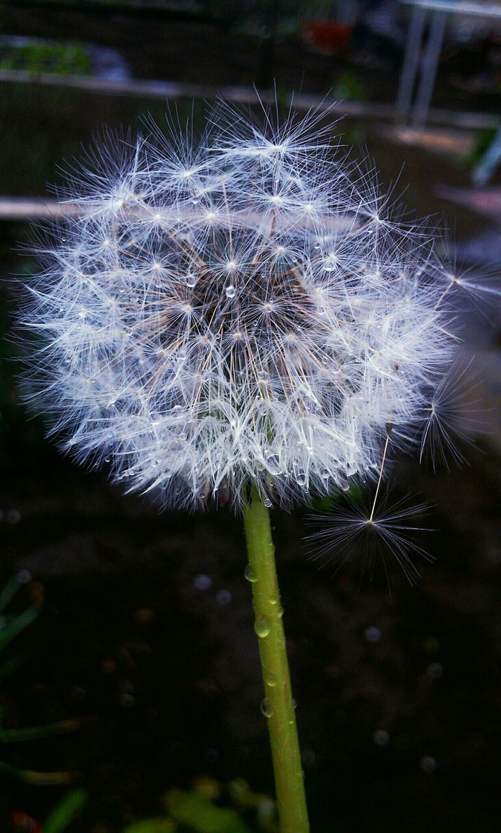 dandelion