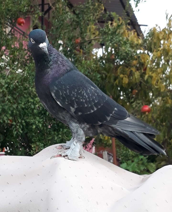 güvercin
