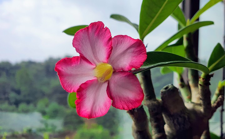 Desert rose