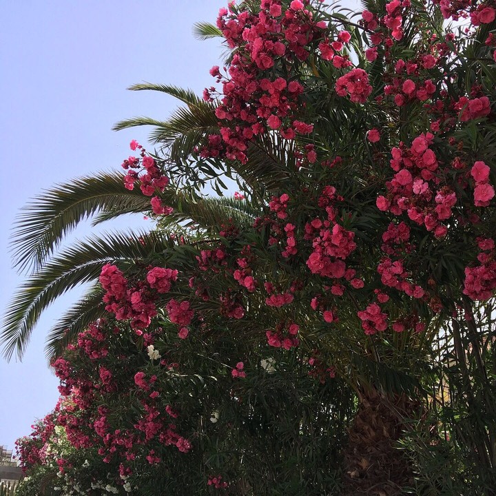 Flowers