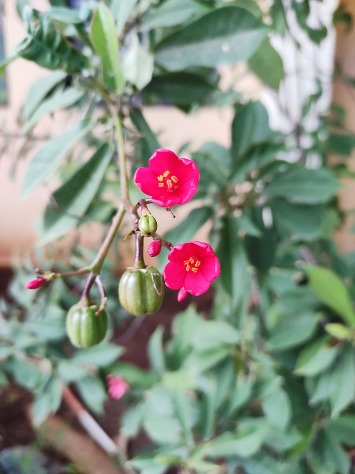 flower