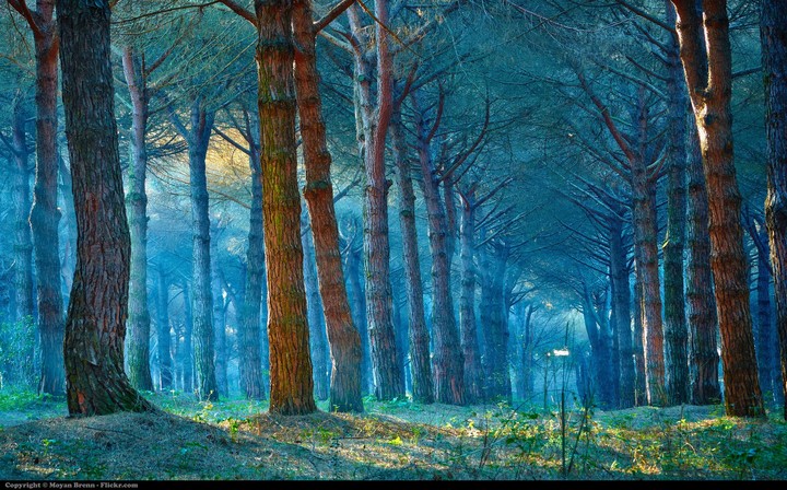 Forest