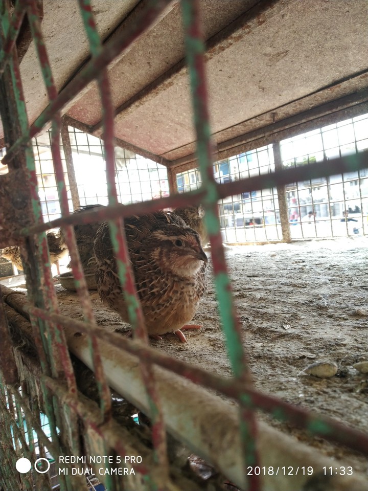 birds