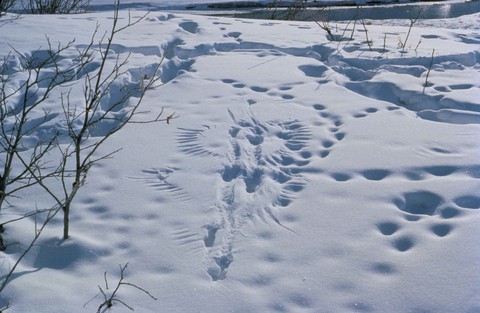 Birds snow print