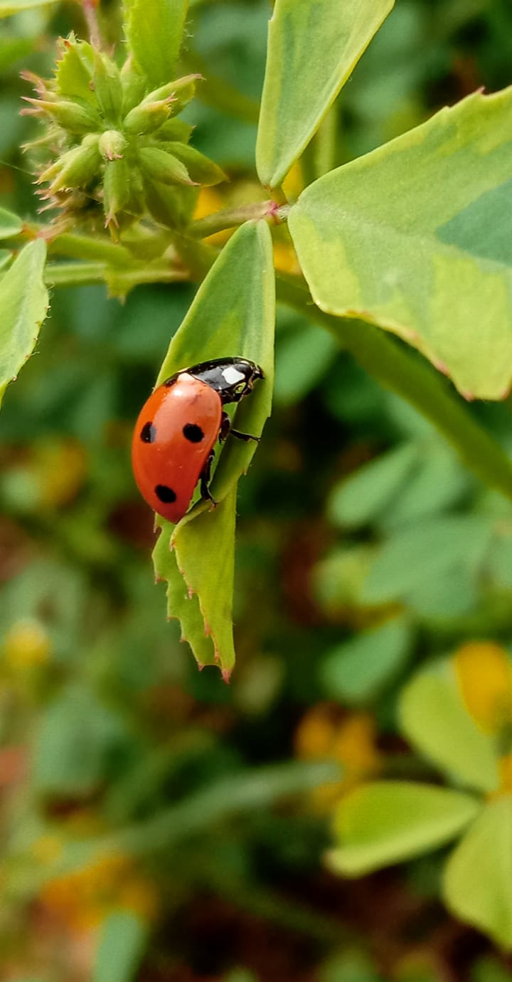 bug