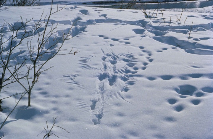 Birds snow print