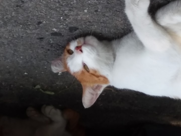 sleepy cat