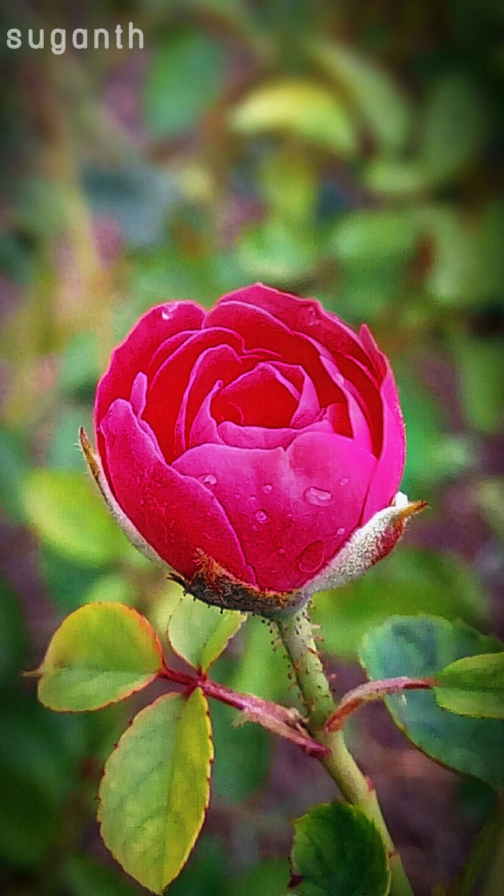 redrose