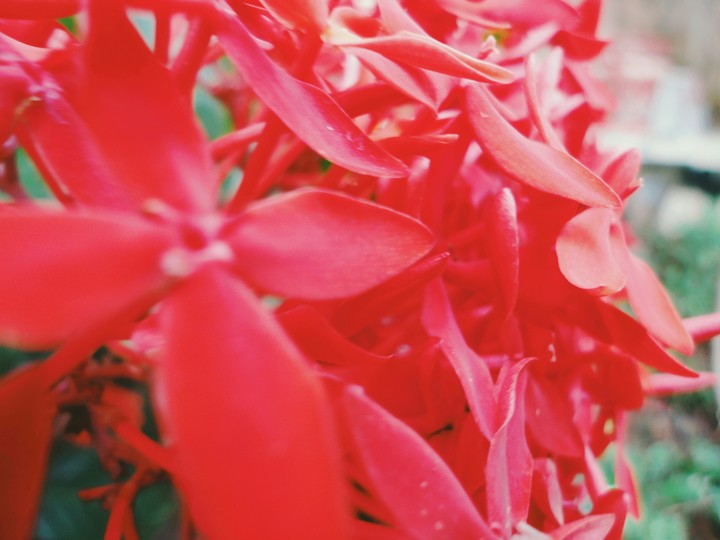 red flower
